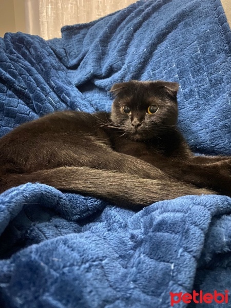 Scottish Fold, Kedi  Mia fotoğrafı
