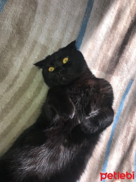 Scottish Fold, Kedi  Mia fotoğrafı