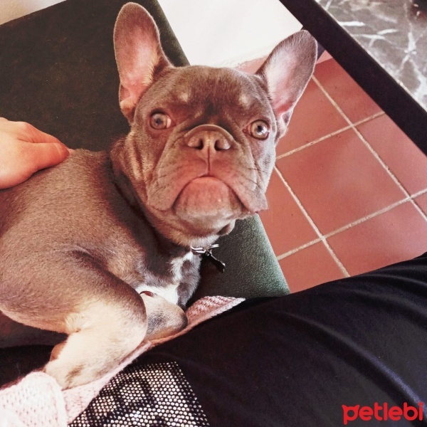 Fransız Bulldog, Köpek  Ceku fotoğrafı