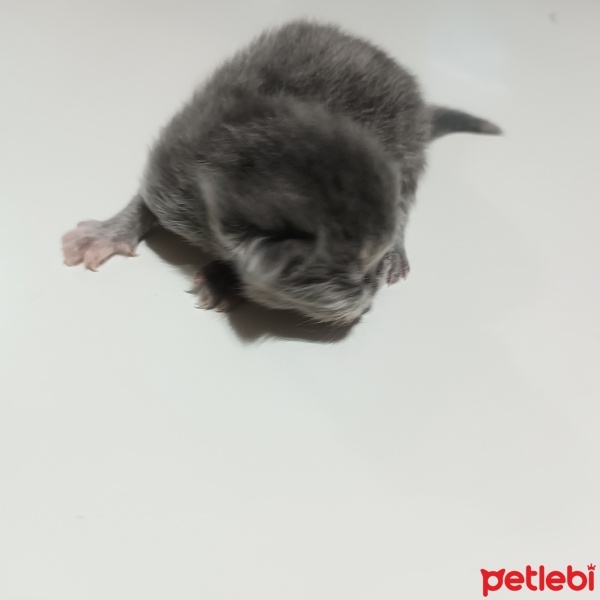 İran Kedisi (Persian), Kedi  Duman fotoğrafı