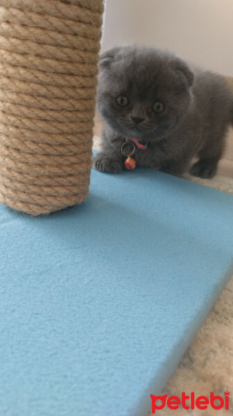 Scottish Fold, Kedi  Duman fotoğrafı