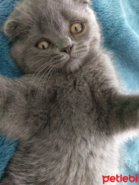 Scottish Fold, Kedi  Duman fotoğrafı