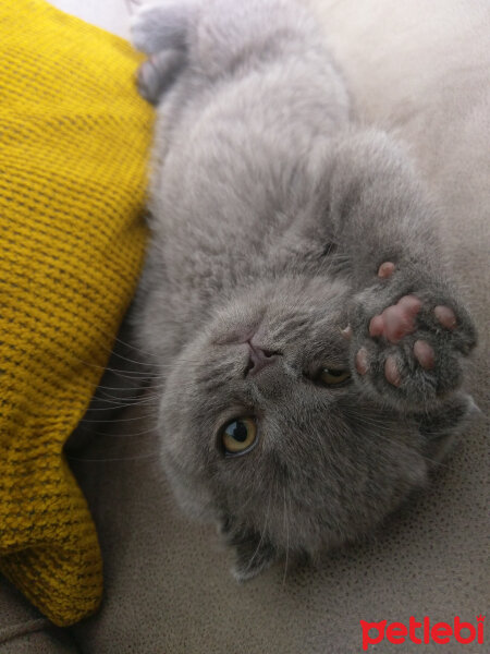 Scottish Fold, Kedi  Duman fotoğrafı