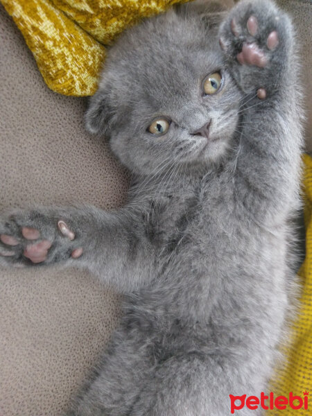 Scottish Fold, Kedi  Duman fotoğrafı