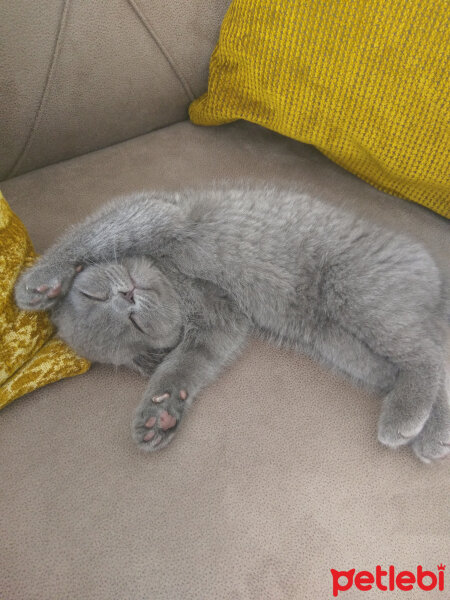 Scottish Fold, Kedi  Duman fotoğrafı