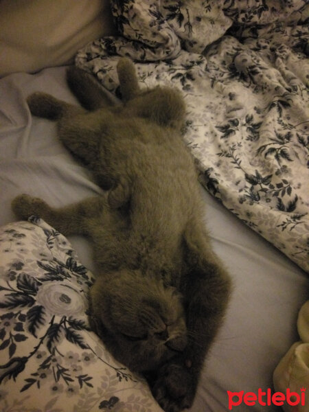 Scottish Fold, Kedi  Duman fotoğrafı