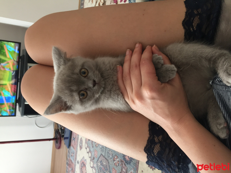 British Shorthair, Kedi  Hodor fotoğrafı