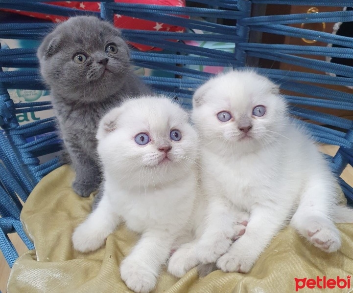 Scottish Fold, Kedi  Müezza fotoğrafı