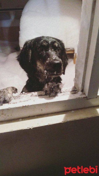 İrlandalı Setter, Köpek  BELLA fotoğrafı