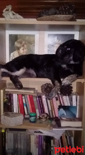 İrlandalı Setter, Köpek  BELLA fotoğrafı