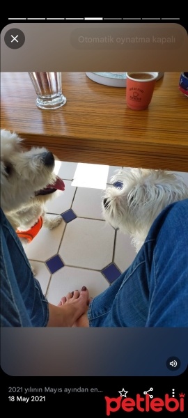 Maltese, Köpek  Cino fotoğrafı