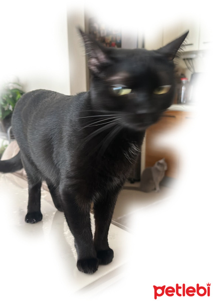 Bombay, Kedi  Zeytim fotoğrafı