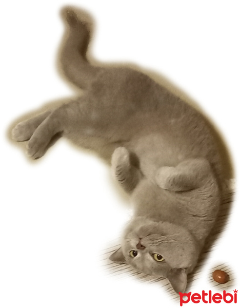 British Shorthair, Kedi  Bulut fotoğrafı
