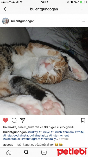 Tekir Kedi, Kedi  Pıtırcık fotoğrafı