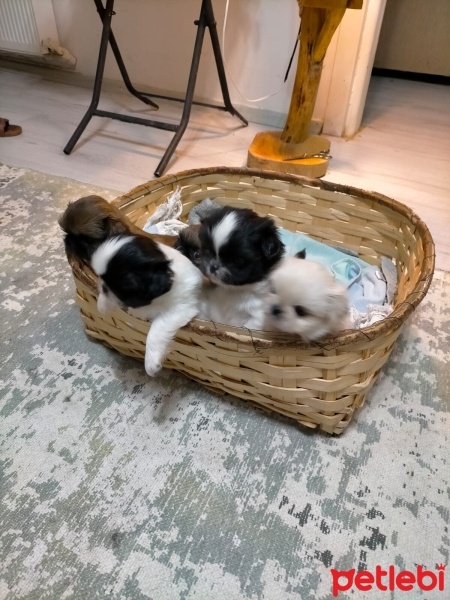 Pekingese, Köpek  Mmmmm fotoğrafı