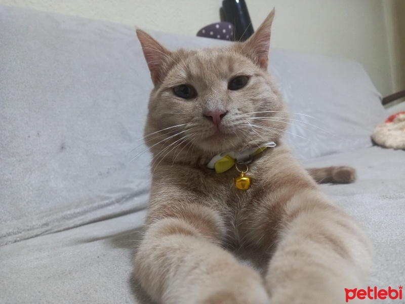 Sarman, Kedi  Tarçın fotoğrafı