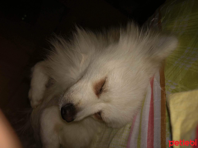 Pomeranyalı, Köpek  Dhek fotoğrafı