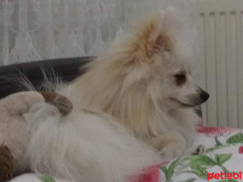 Pomeranyalı, Köpek  Dhek fotoğrafı