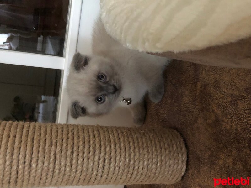 Scottish Fold, Kedi  Pera fotoğrafı