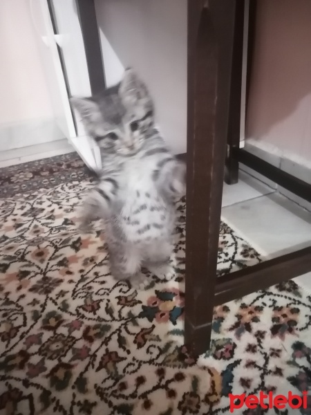 Tekir Kedi, Kedi  Angel fotoğrafı