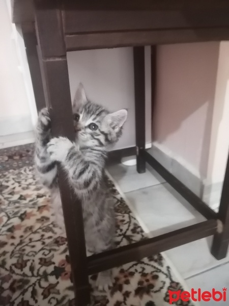 Tekir Kedi, Kedi  Angel fotoğrafı