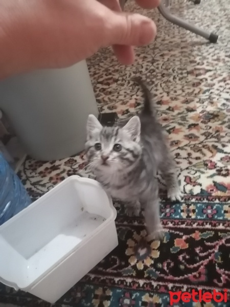 Tekir Kedi, Kedi  Angel fotoğrafı