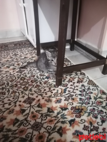 Tekir Kedi, Kedi  Angel fotoğrafı