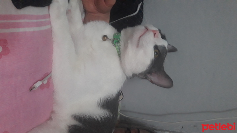 Tekir Kedi, Kedi  Ponçik fotoğrafı
