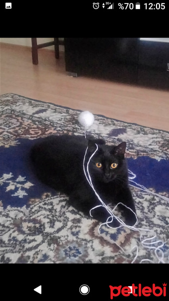 British Shorthair, Kedi  Zeytin fotoğrafı