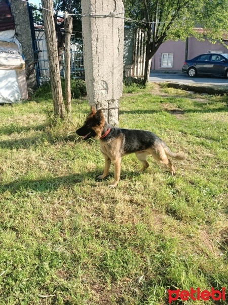 Alman Çoban Köpeği, Köpek  Suphie fotoğrafı