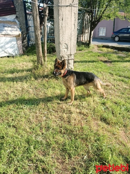 Alman Çoban Köpeği, Köpek  Suphie fotoğrafı