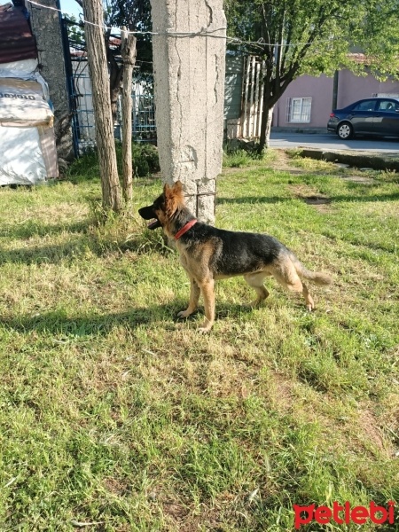 Alman Çoban Köpeği, Köpek  Suphie fotoğrafı