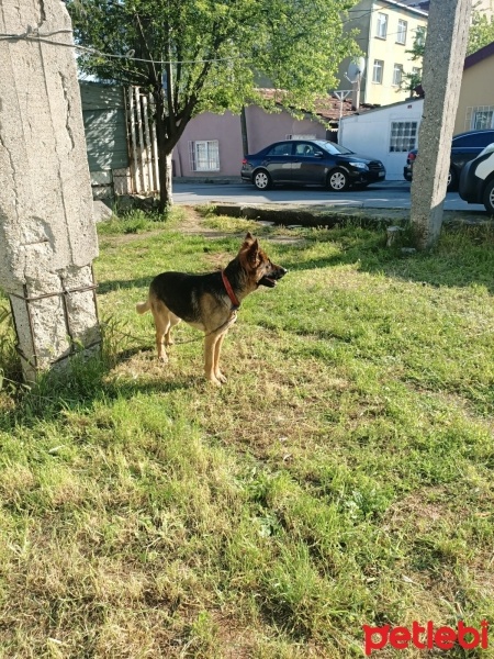 Alman Çoban Köpeği, Köpek  Suphie fotoğrafı