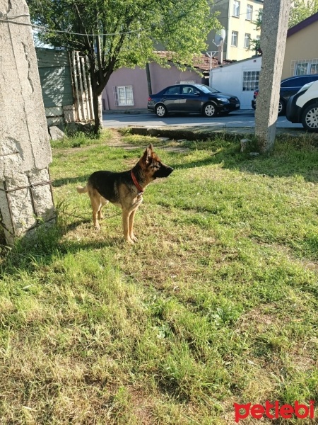 Alman Çoban Köpeği, Köpek  Suphie fotoğrafı