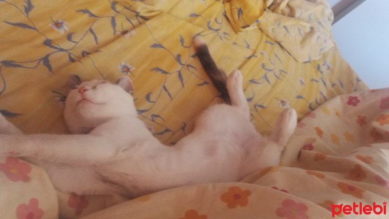 Tekir Kedi, Kedi  Kontes fotoğrafı