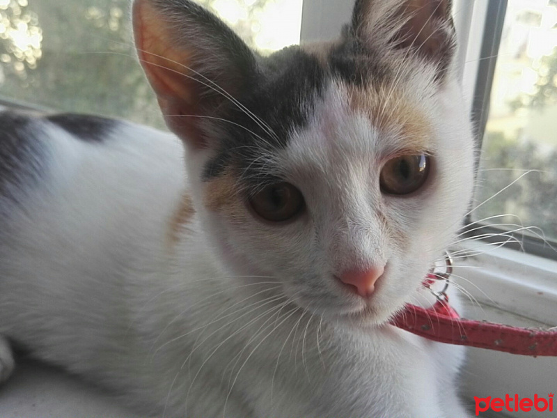 Tekir Kedi, Kedi  Kontes fotoğrafı