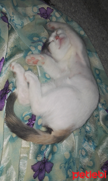 Tekir Kedi, Kedi  Kontes fotoğrafı