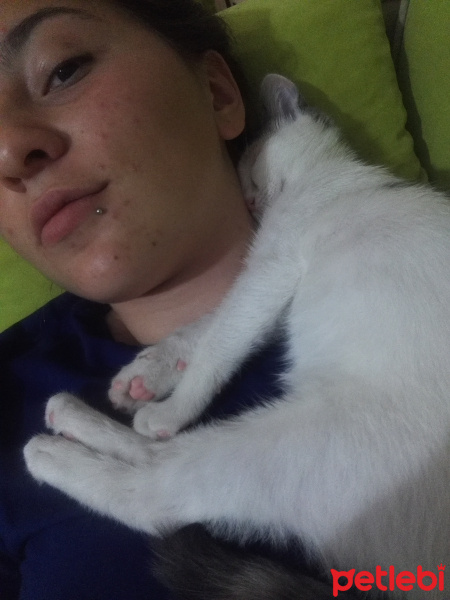 Tekir Kedi, Kedi  Kontes fotoğrafı