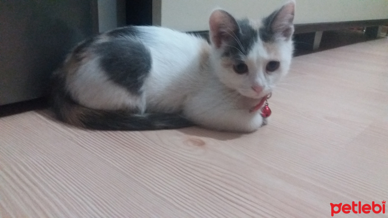 Tekir Kedi, Kedi  Kontes fotoğrafı