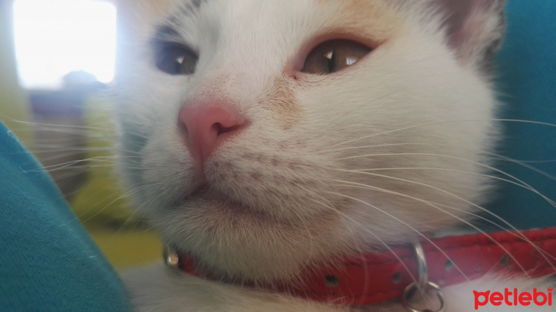 Tekir Kedi, Kedi  Kontes fotoğrafı