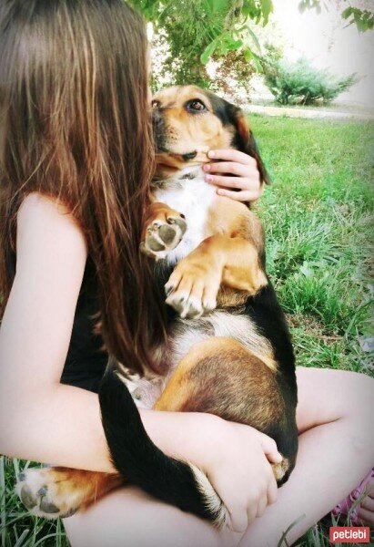 Sokö (Sokak Köpeği), Köpek  fındık fotoğrafı