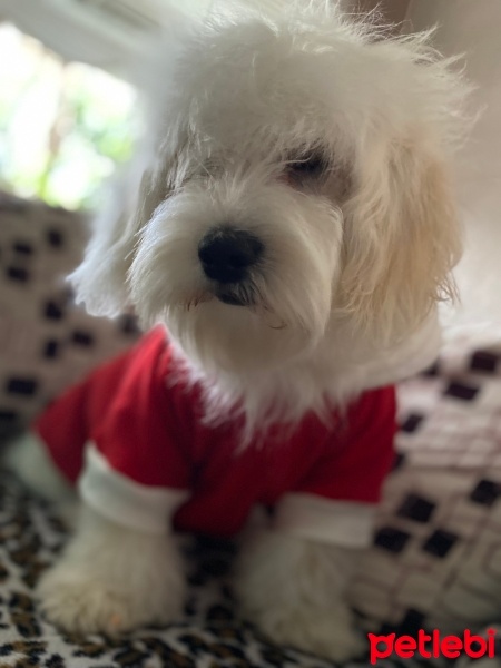 Maltese, Köpek  Pars fotoğrafı