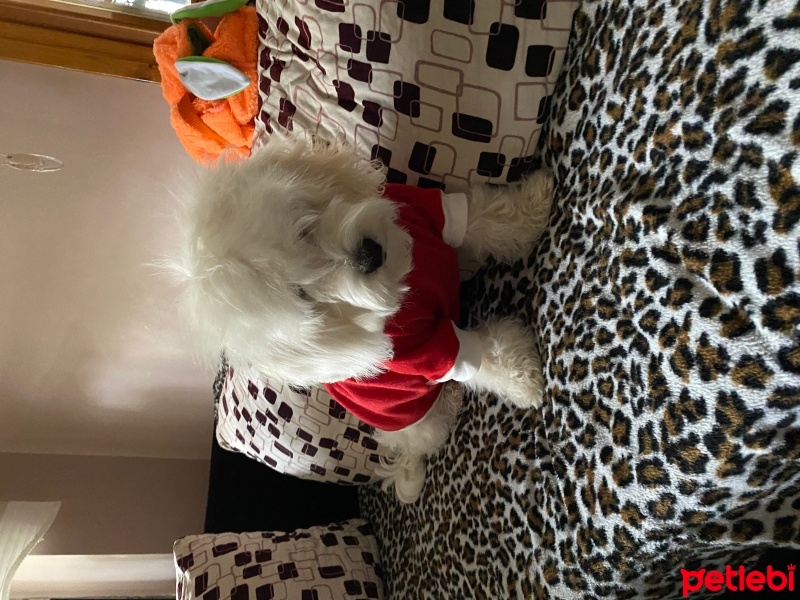 Maltese, Köpek  Pars fotoğrafı