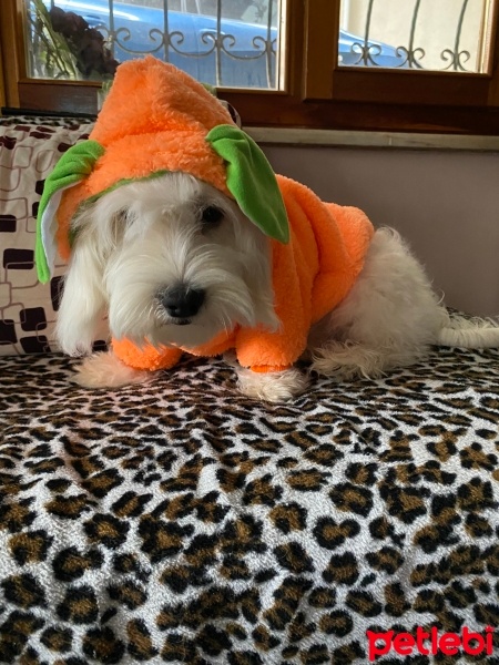 Maltese, Köpek  Pars fotoğrafı