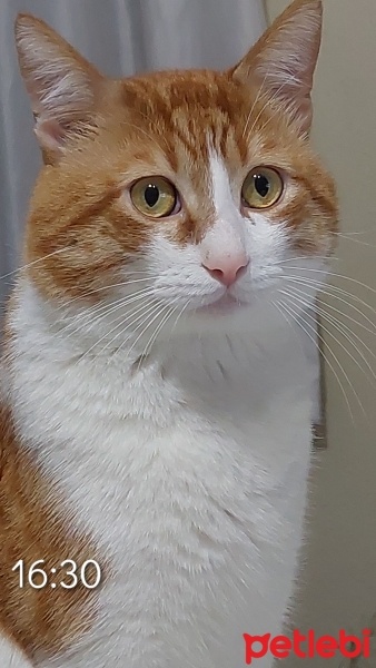 Tekir Kedi, Kedi  Ateş fotoğrafı