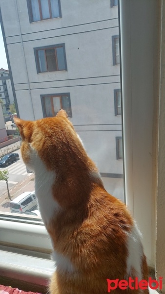Tekir Kedi, Kedi  Ateş fotoğrafı