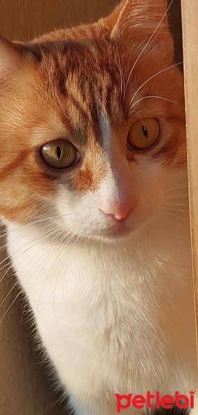 Tekir Kedi, Kedi  Ateş fotoğrafı