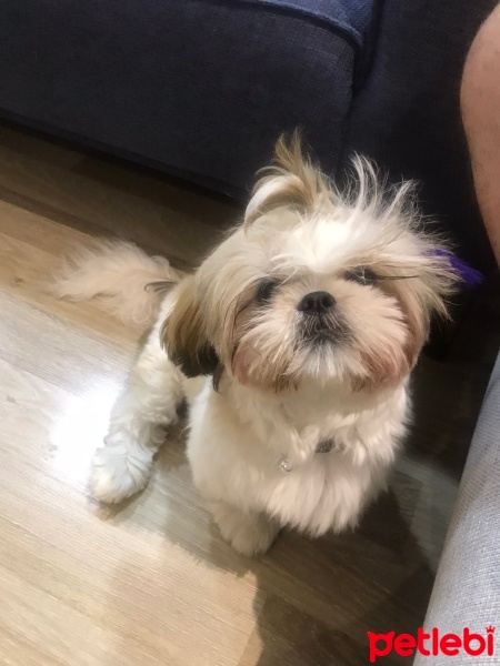 Shih Tzu, Köpek  Liya fotoğrafı