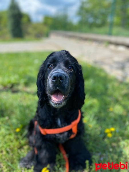 İngiliz Cocker Spaniel, Köpek  Messi fotoğrafı