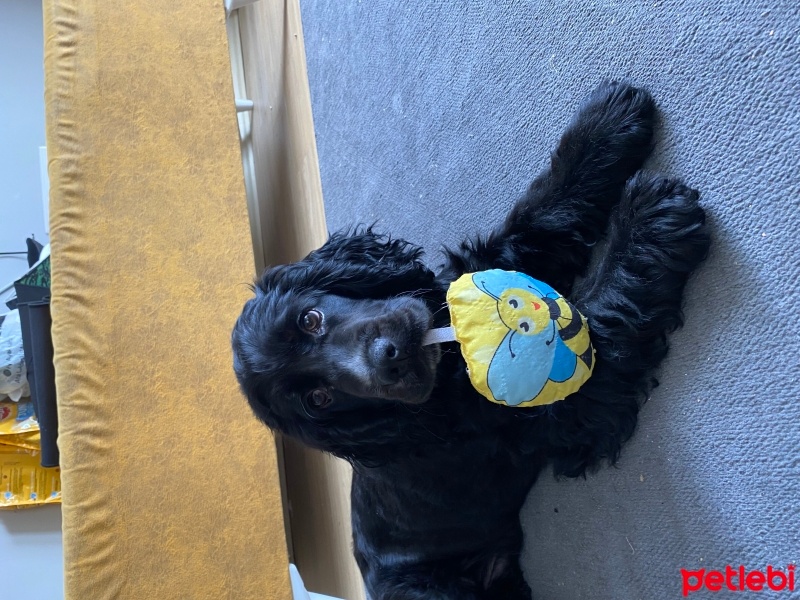 İngiliz Cocker Spaniel, Köpek  Messi fotoğrafı